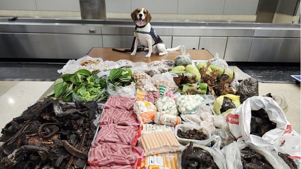 Customs and Border Protection K9 Maisy posing proudly behind seized prohibited items including meat and plants