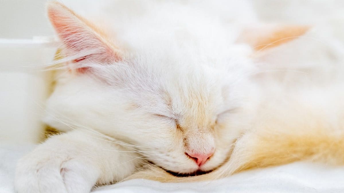 Missing Kitten Found After Highway Ride Under Car Hood