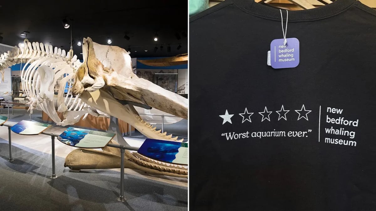 T-shirt displaying whale skeleton design for New Bedford Whaling Museum viral merchandise line