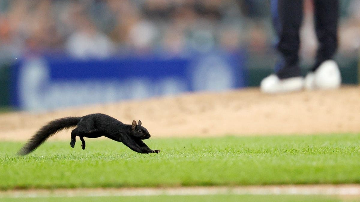 Black squirrel running across baseball field outfield grass during MLB game at Comerica Park