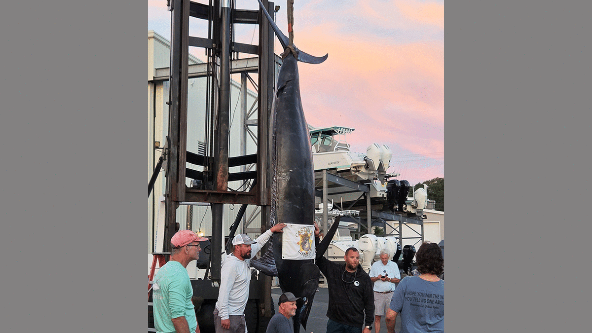 Fishermen Land 1,260-Pound Marlin Off Massachusetts Coast - Image 5