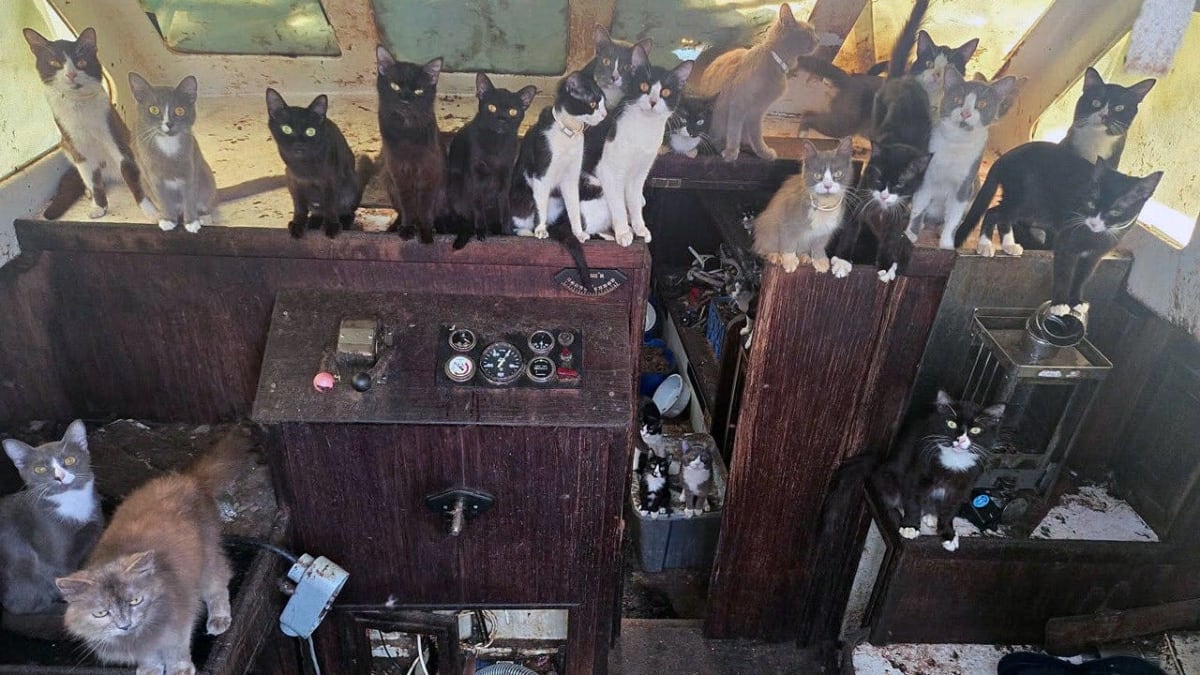 Multiple cats and kittens aboard rescue boat after being saved from abandoned sailboat