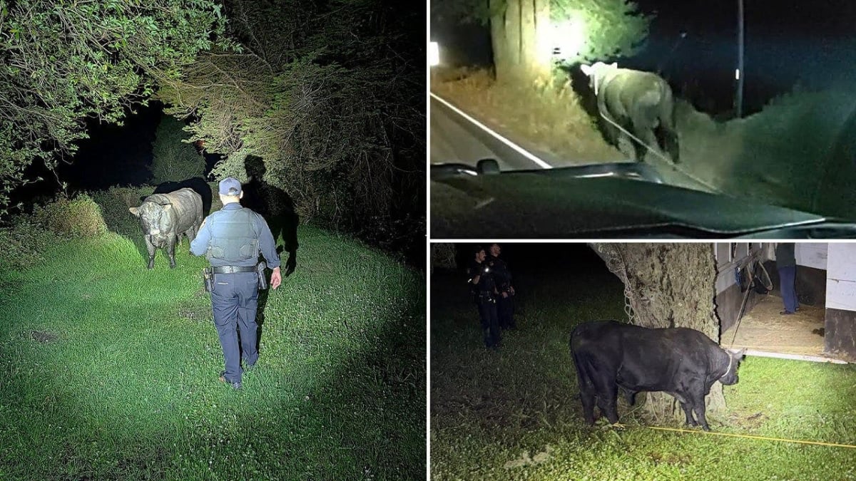 Rancher Saves Highway After Midnight Bull Chase in California