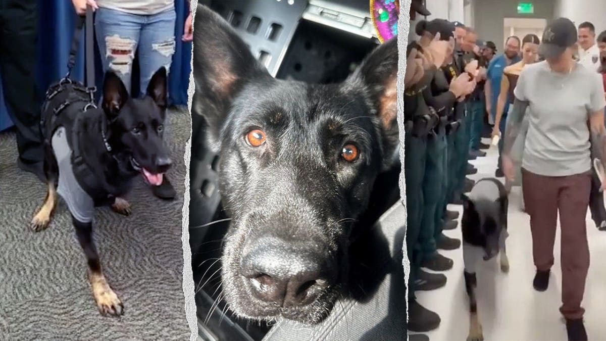 Three-legged German shepherd police dog Ace in uniform surrounded by applauding deputies at sheriff's office