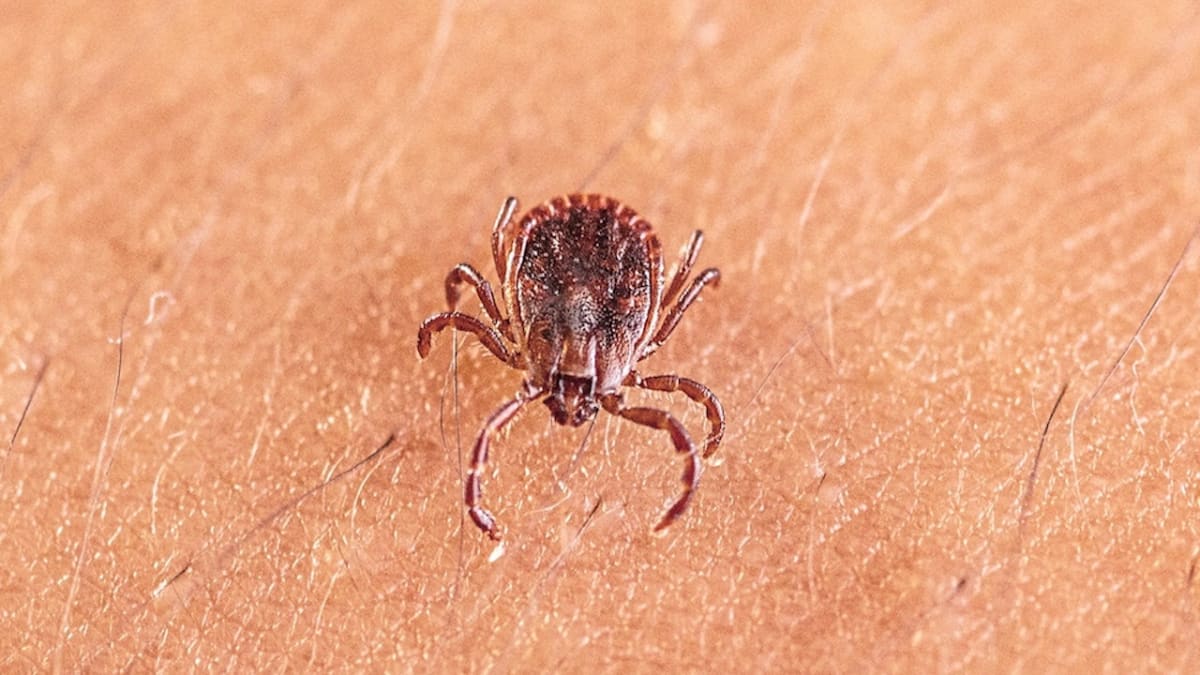 Medical researchers examining tick samples in laboratory setting for virus identification