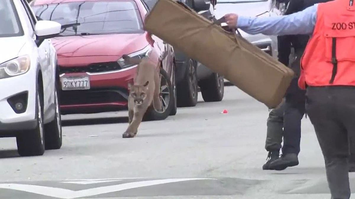Mountain lion walking away from transport crate into wooded area after San Francisco rescue