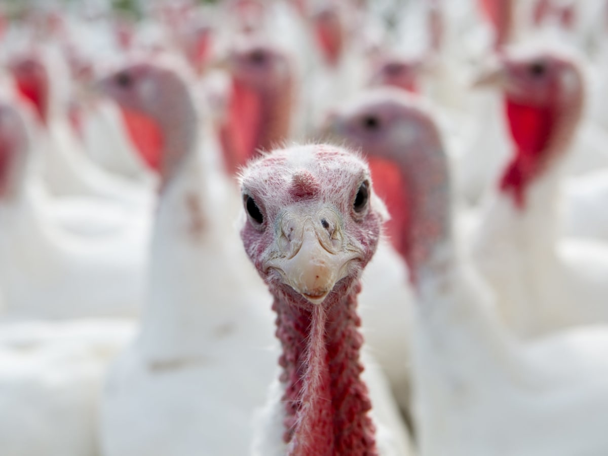UK Trials Bird Flu Vaccine to Protect Turkey Flocks - Image 3