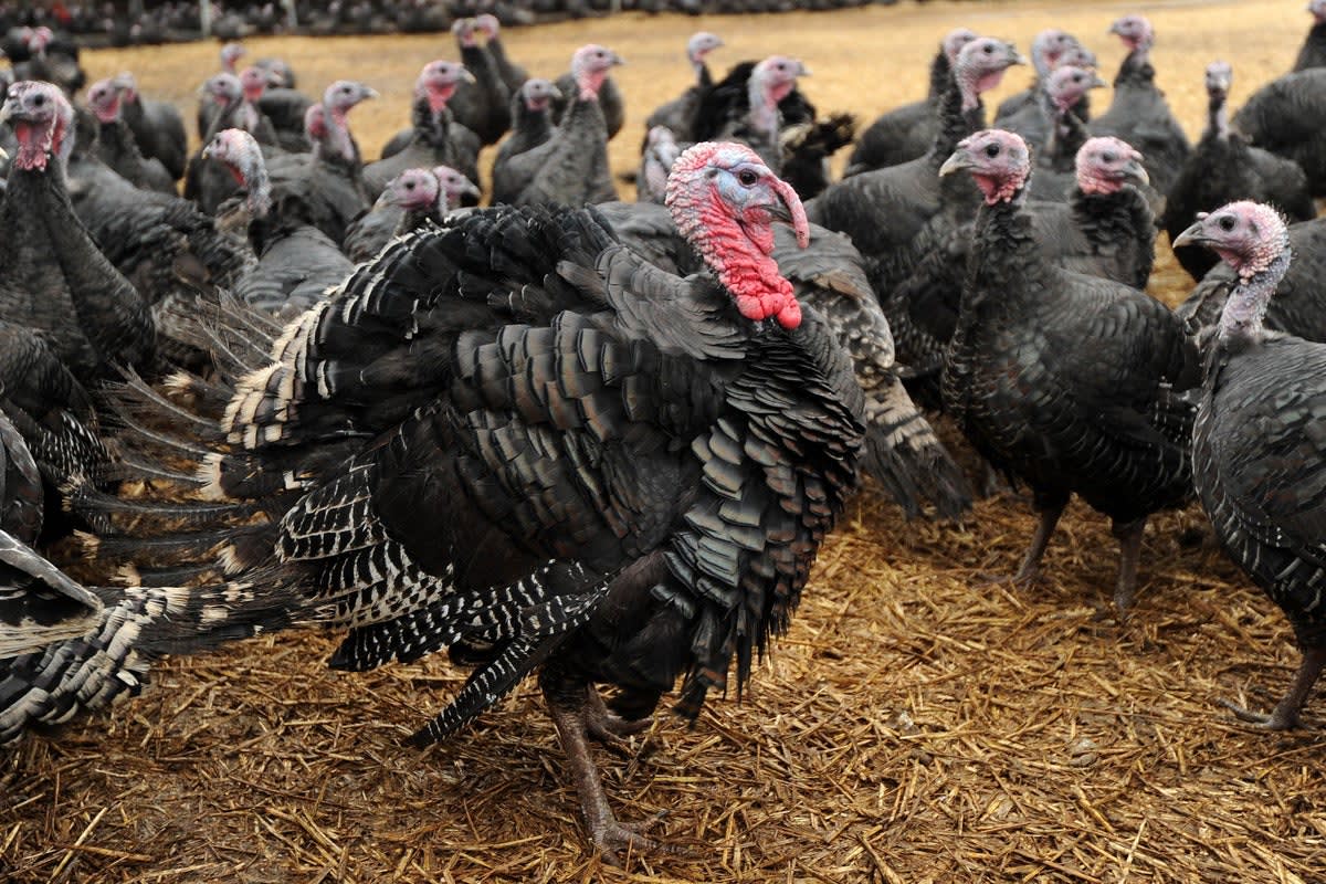 UK Trials Bird Flu Vaccine to Protect Turkey Flocks