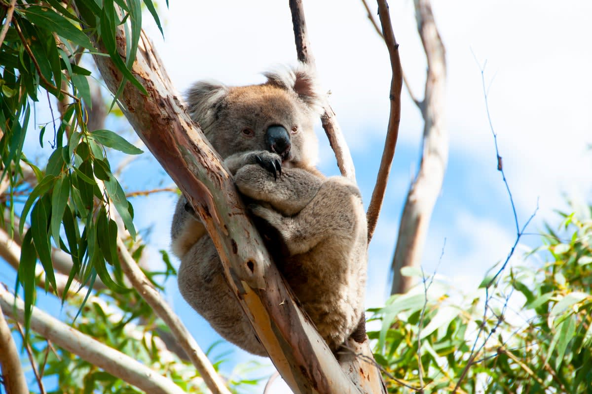 Fossil skull of newly discovered Western Australian koala species showing distinctive facial grooves