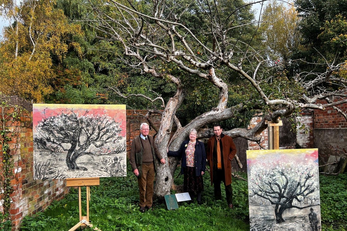 Ancient Bramley apple tree with blossoms growing in cottage garden in Southwell, Nottinghamshire