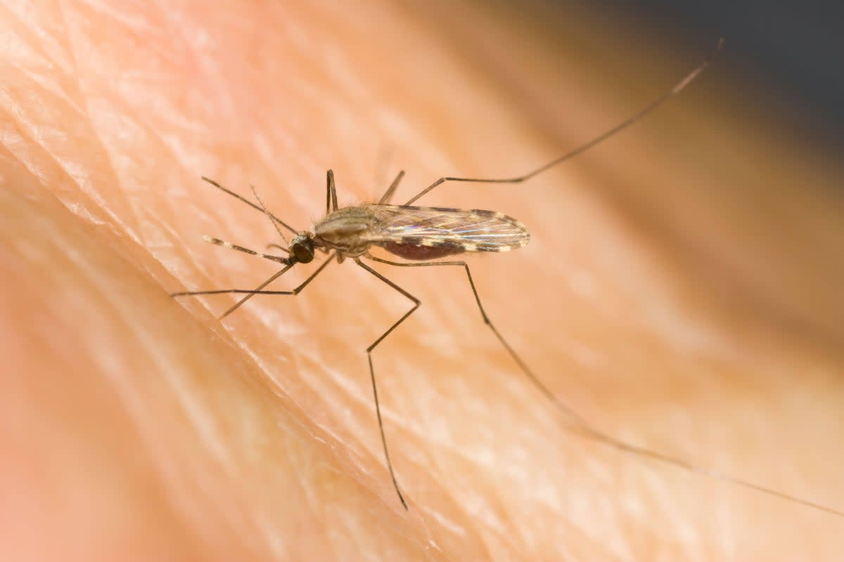 Laboratory researcher examining malaria treatment compounds at University of Dundee drug discovery facility