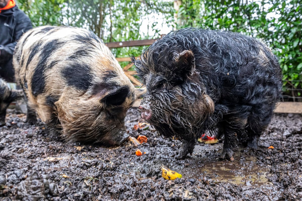 Dorset Pigs Find New Home After Council Zoning Battle - Image 2