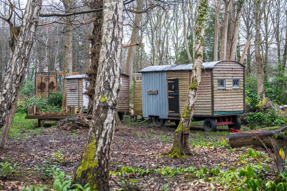 Dorset Pigs Find New Home After Council Zoning Battle - Image 3