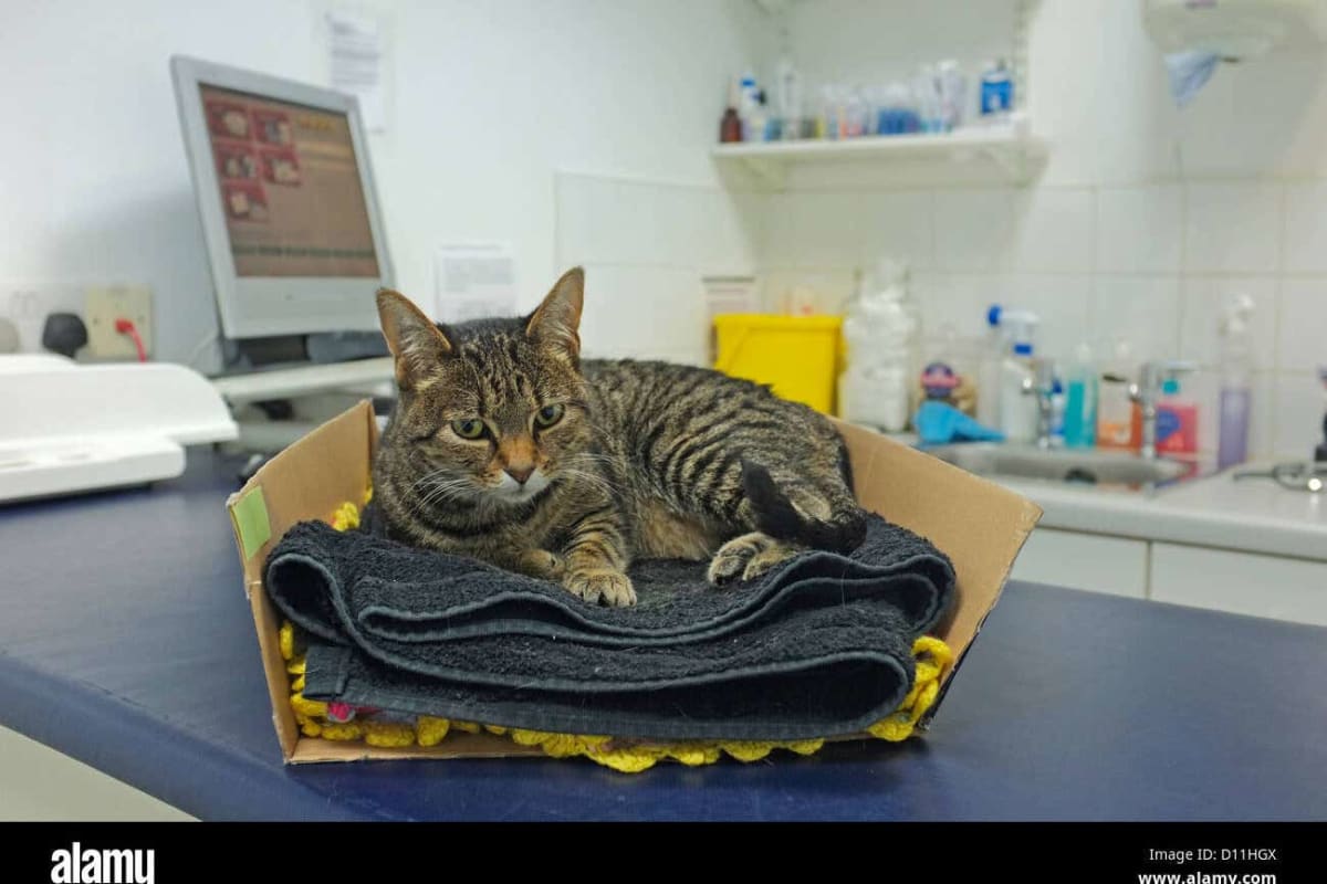 UK Vets Must Publish Prices and Cap Prescription Fees - Image 2