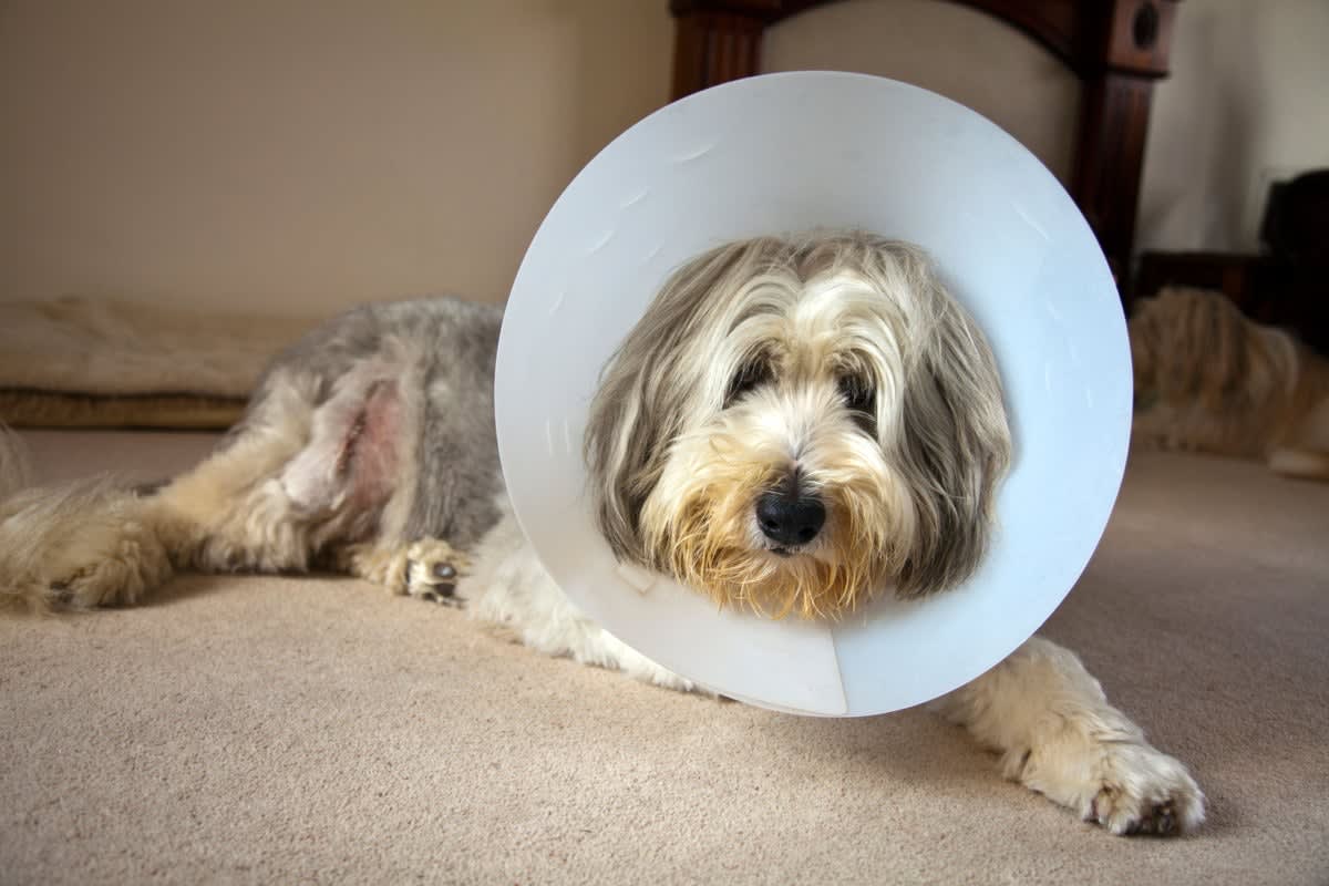 Veterinarian examining a happy dog while owner looks on with relief and trust