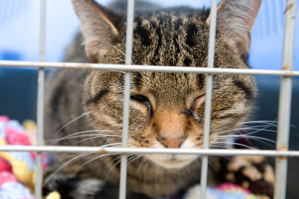 UK Vets Must Publish Prices and Cap Prescription Fees - Image 3