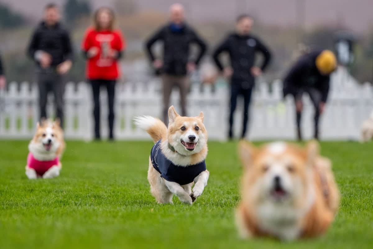Pembroke Welsh corgi Islay crossing finish line at Easter derby race in Scotland