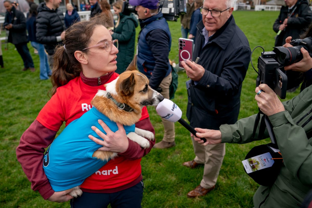 Corgi Wins Easter Derby at Scottish Track, Fueled by Hot Dogs - Image 3