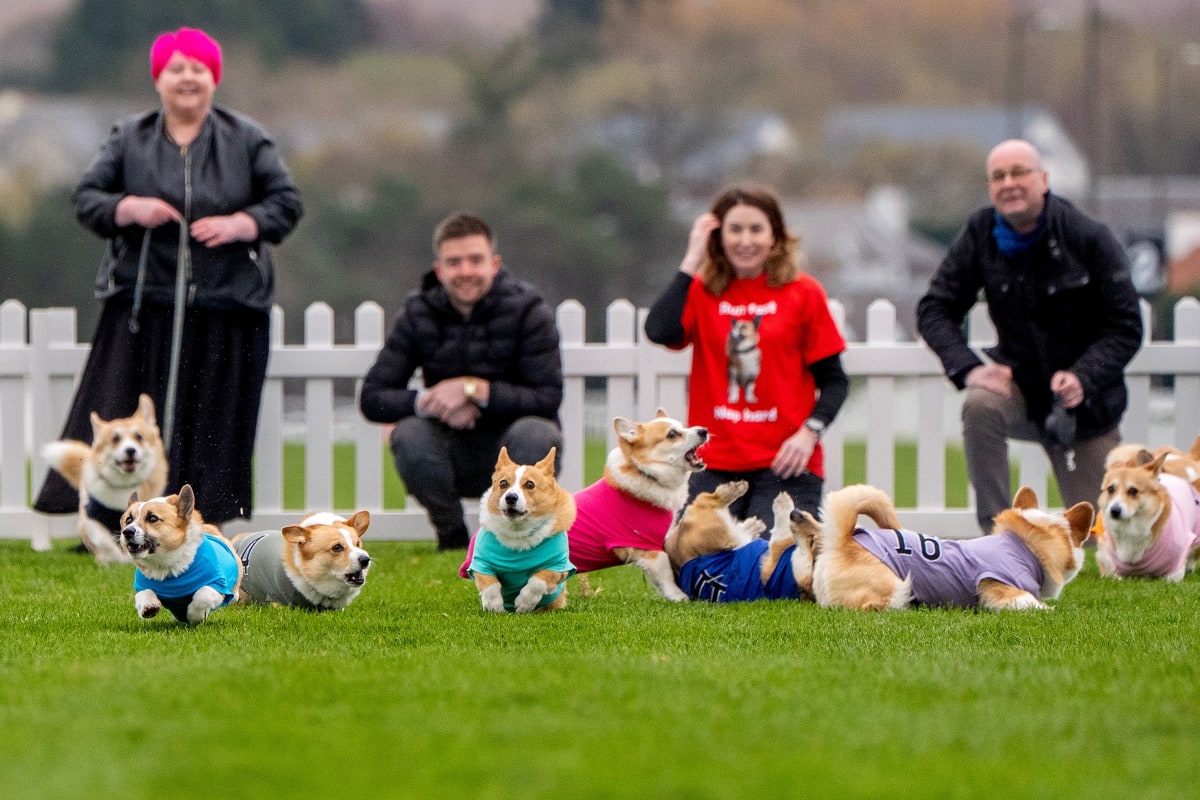 Corgi Wins Easter Derby at Scottish Track, Fueled by Hot Dogs - Image 2