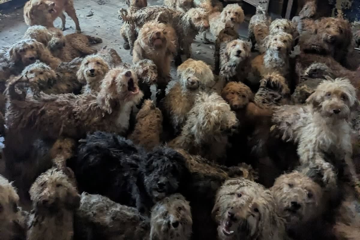 250 Dogs Rescued, Shelters Urgently Need Adopters
