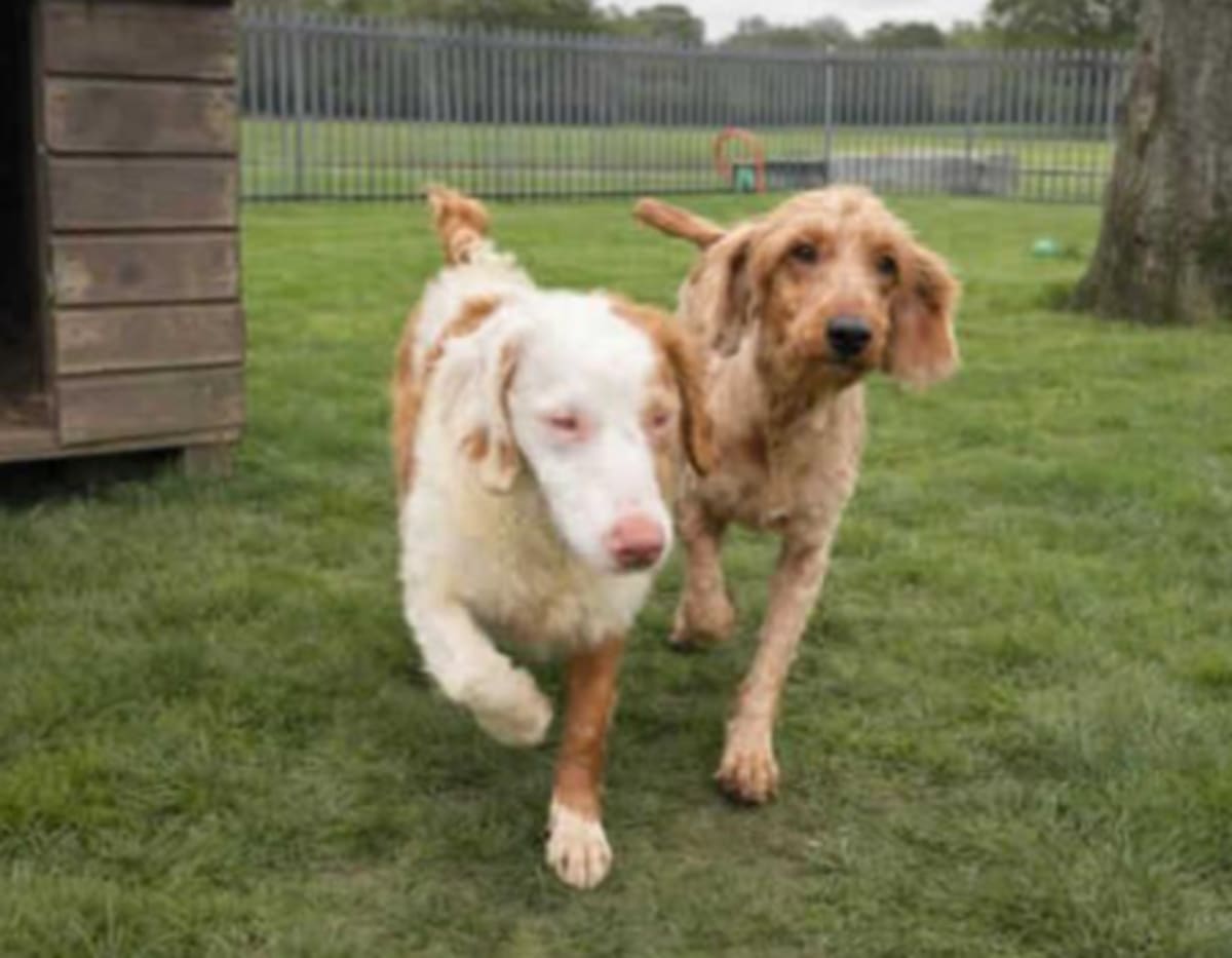 250 Dogs Rescued, Shelters Urgently Need Adopters - Image 3