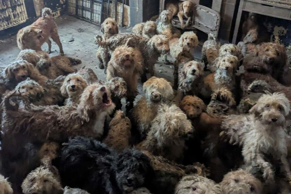 250 Rescued Dogs Thriving After UK's Largest Dog Rescue - Image 2