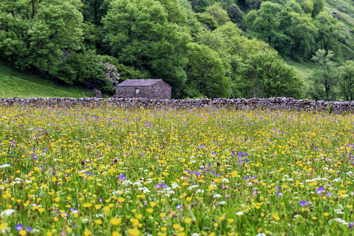 Wildflower Tourism Blooms as 2026's Hottest Travel Trend - Image 3