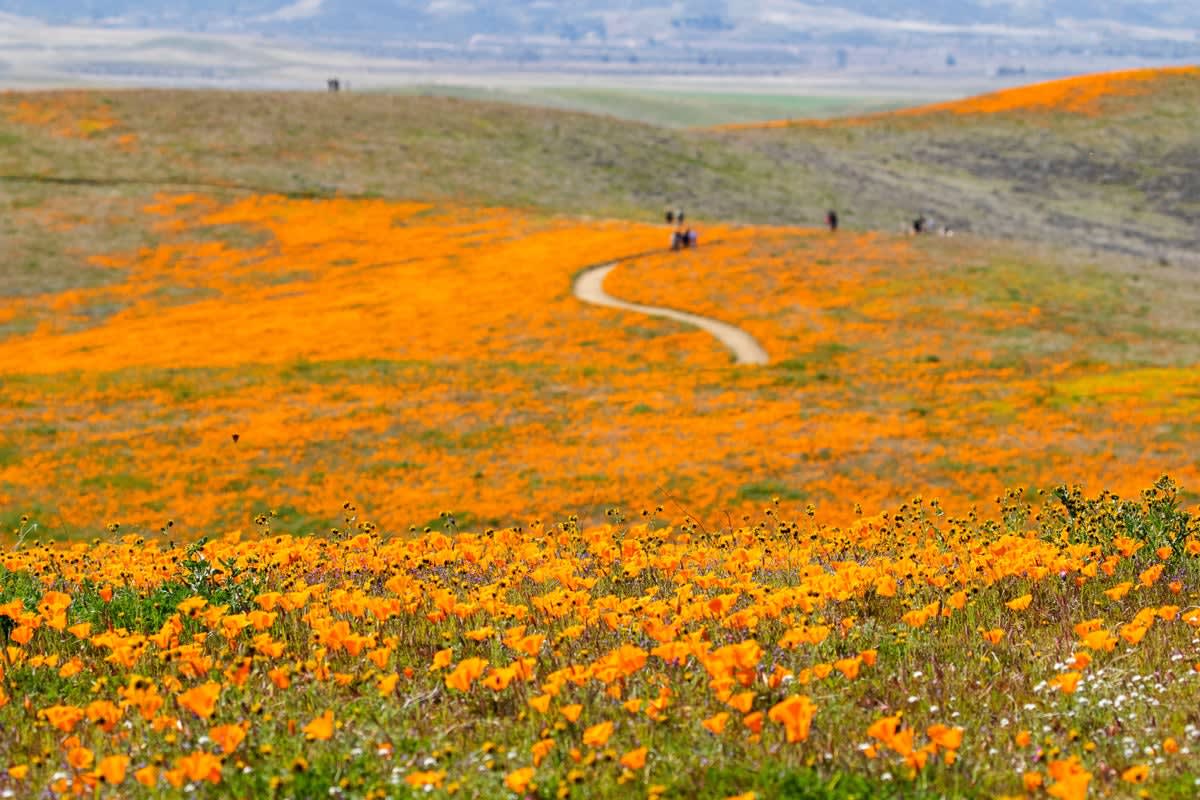 Vibrant orange California poppies covering rolling hills under blue sky at Antelope Valley Reserve