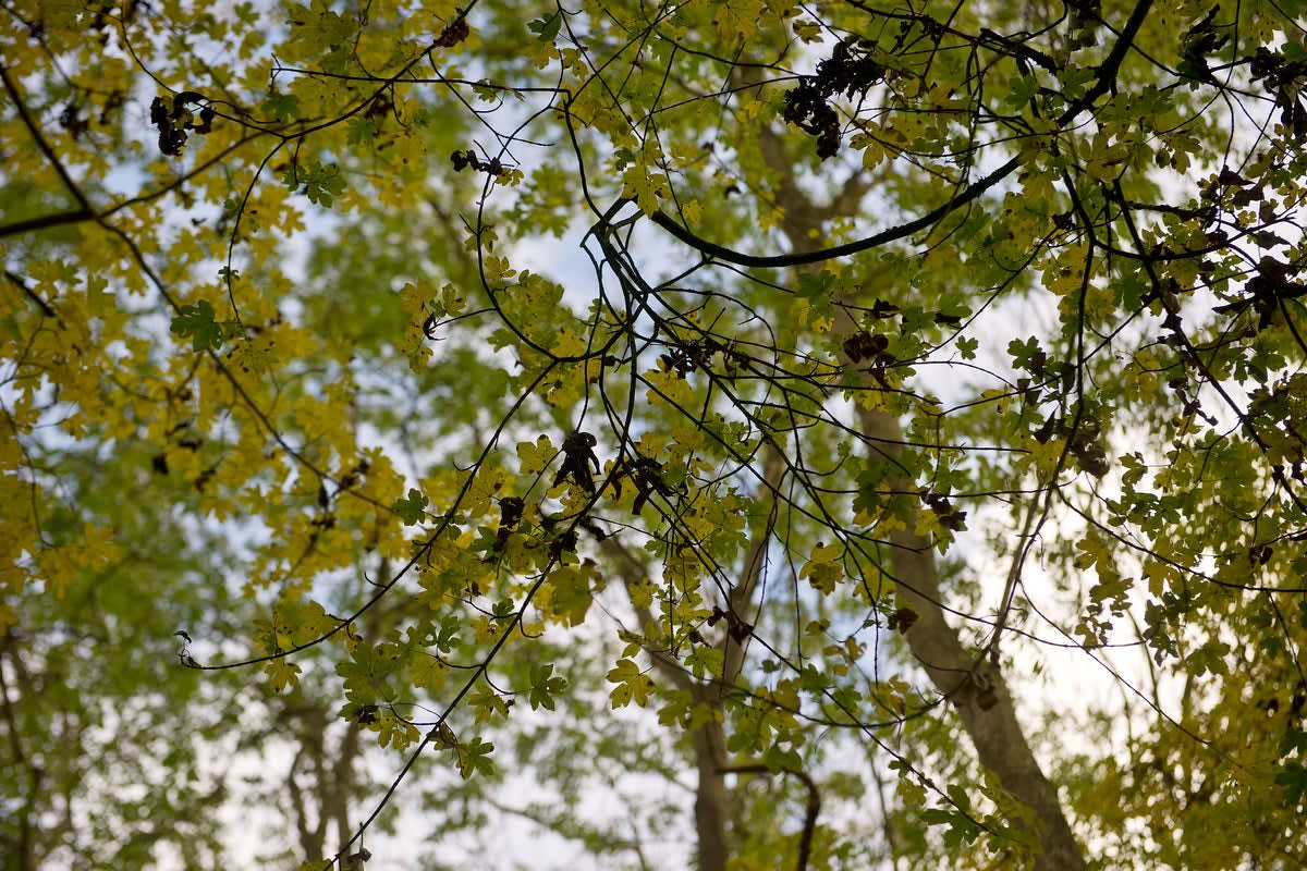 Scientists Find Way to Save Trees From Deadly Disease