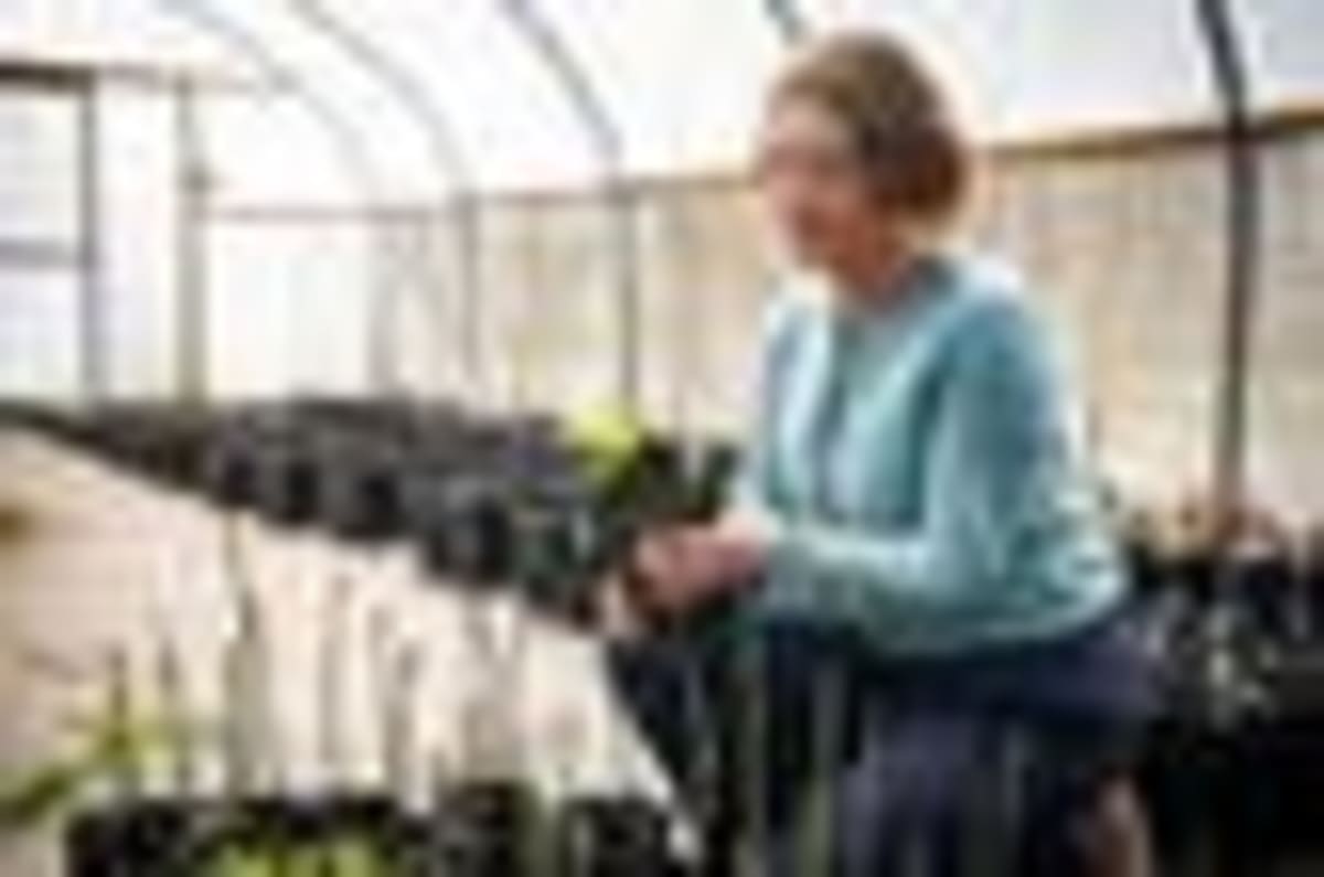 Scientists Find Way to Save Trees From Deadly Disease - Image 2