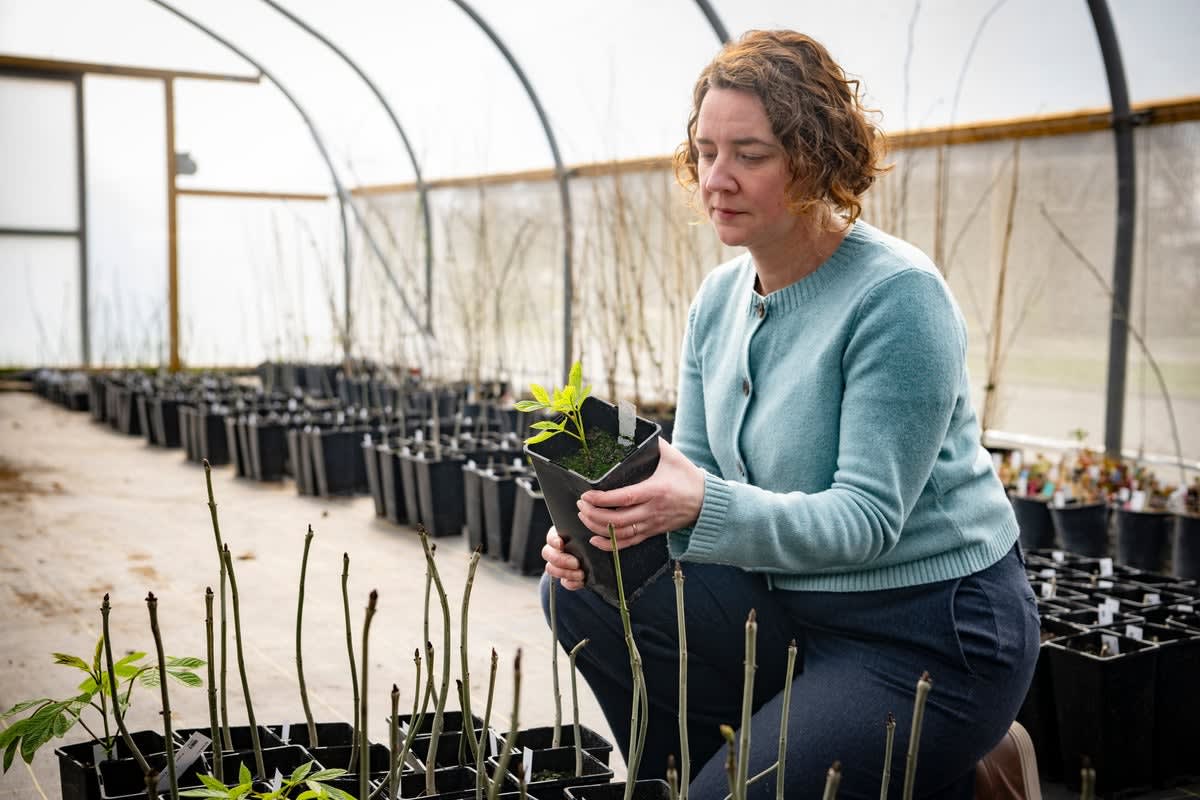 Researcher Dr. Elizabeth Orton standing with young ash tree seedlings propagated using rapid breeding method