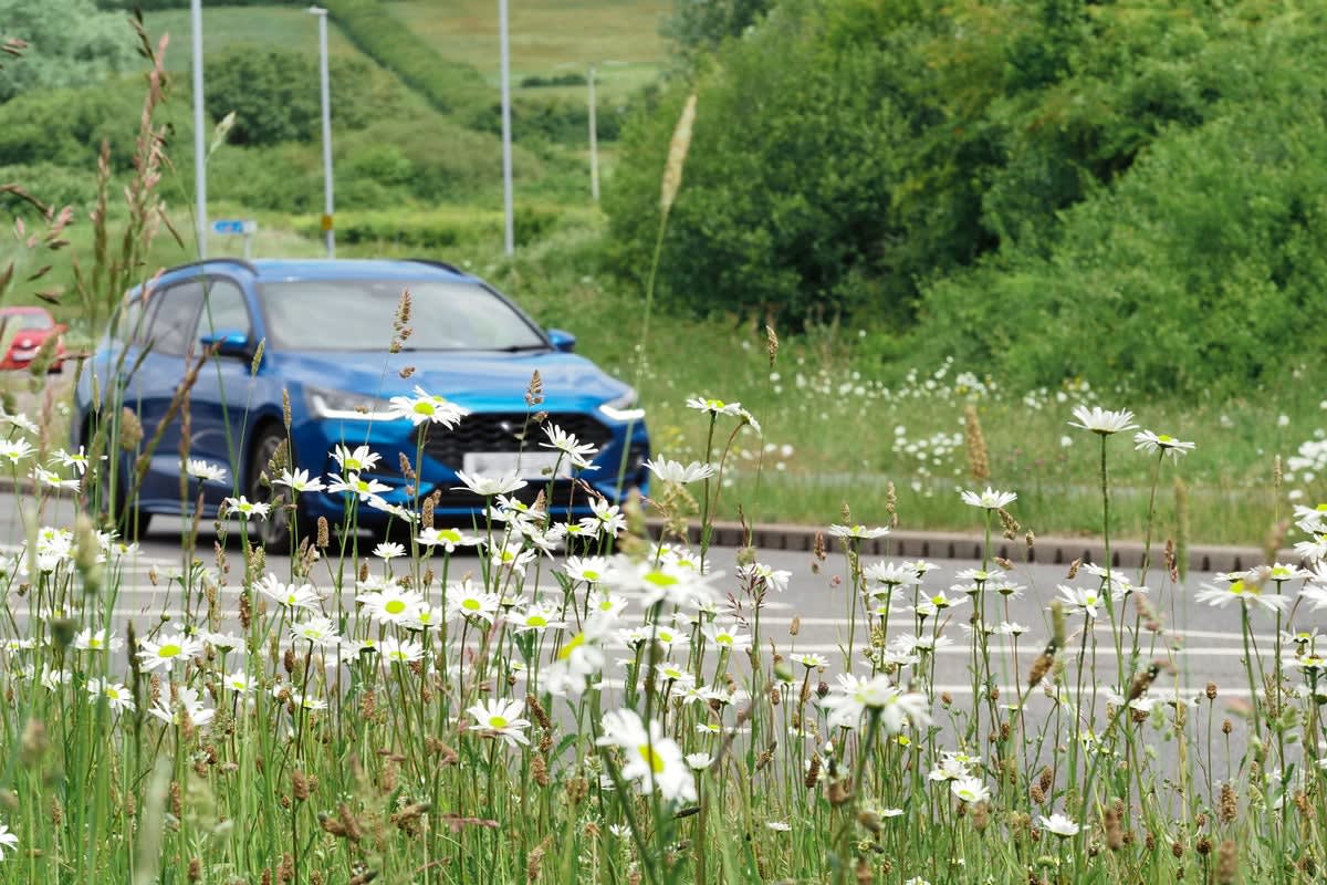 UK Gardens Go Wild: No Mow May Gains 32% More Participants