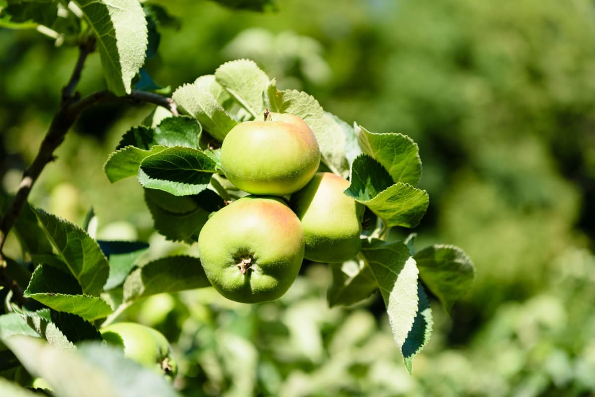 Campaign Launched to Save 200-Year-Old Bramley Apple Tree - Image 2