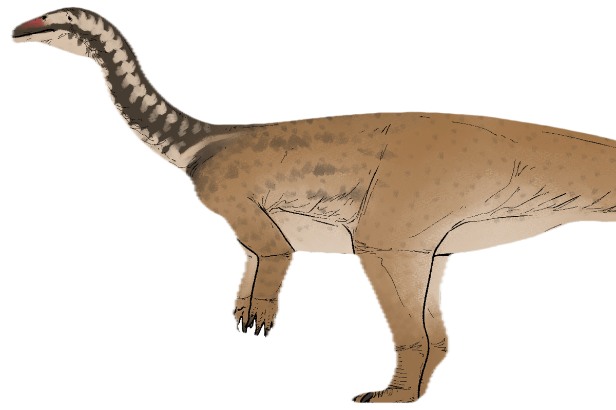 Artist's reconstruction of Xiangyunloong fengming, a 30-foot plant-eating dinosaur from Early Jurassic China
