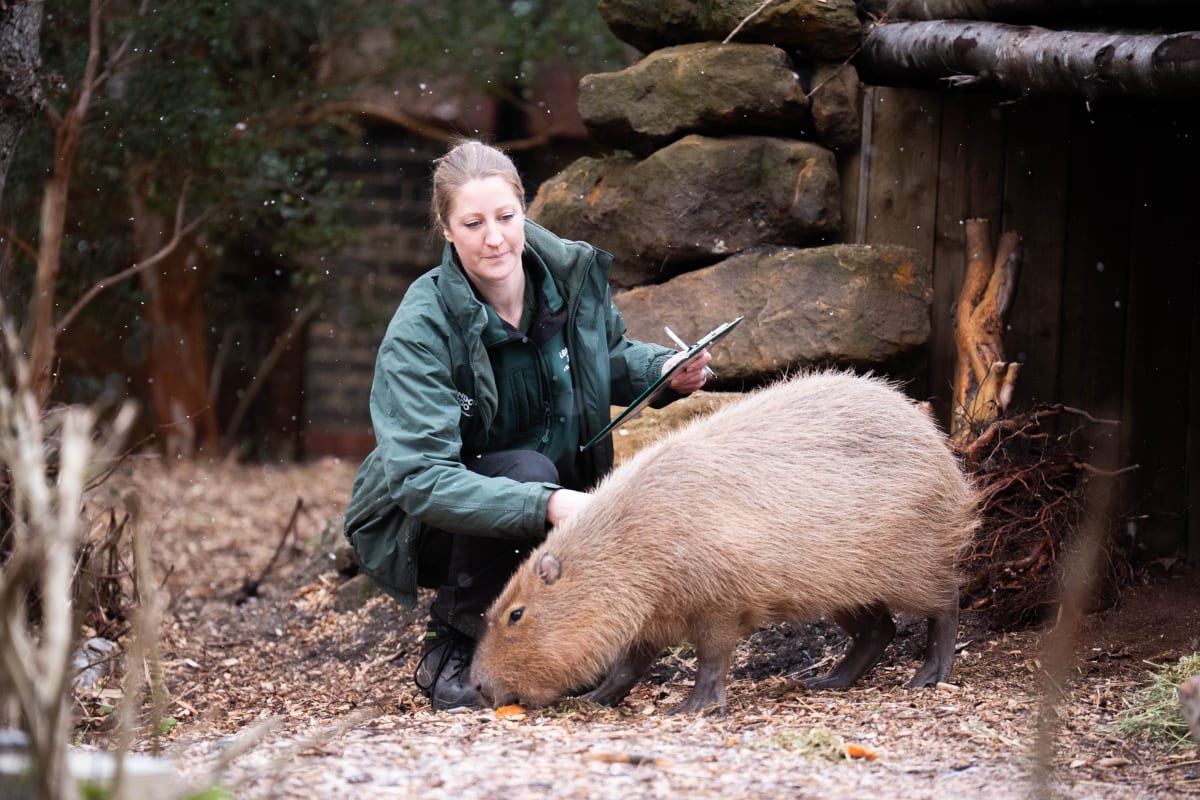 Escaped Capybara Evades Zoo for 10 Weeks, Charms Village - Image 2