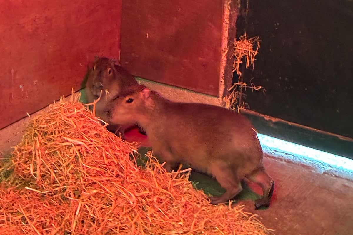 Escaped Capybara Evades Zoo for 10 Weeks, Charms Village