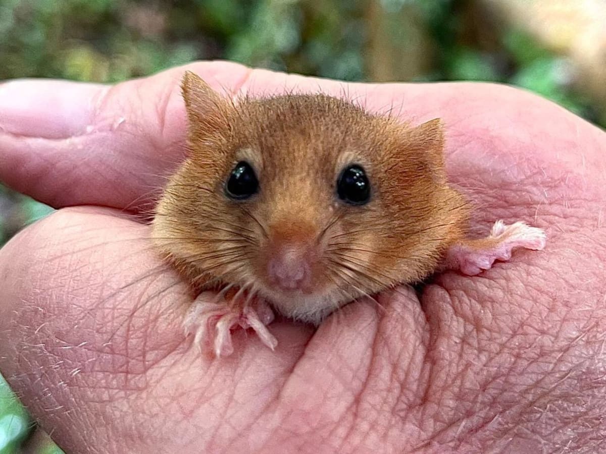40+ Rare Dormice Released Into Leicestershire Woodland - Image 2