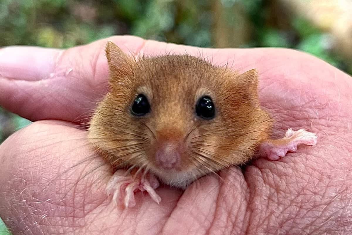 40+ Rare Dormice Released Into Leicestershire Woodland