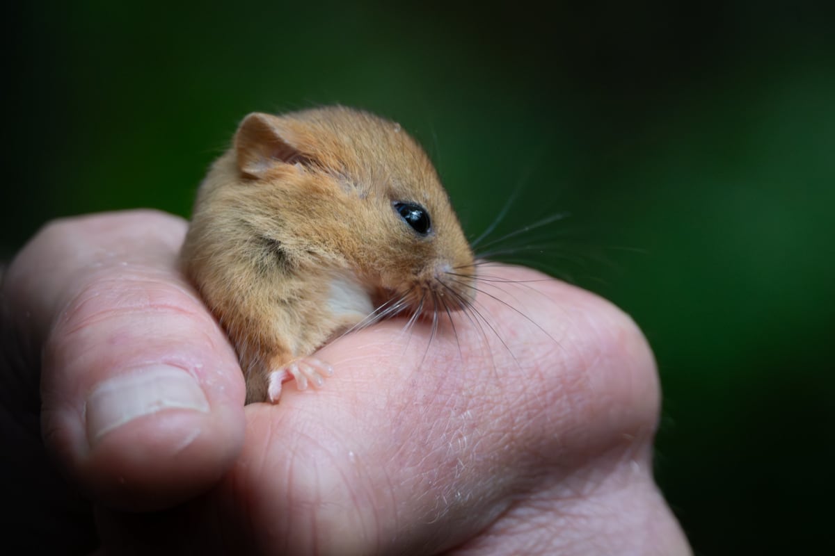 40+ Rare Dormice Released Into Leicestershire Woodland - Image 3