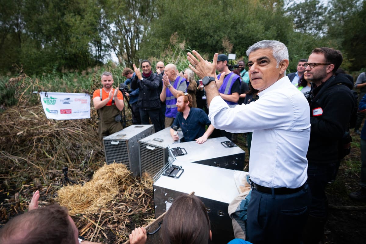 8 Beavers Stop London Flooding Engineers Couldn't Fix - Image 4
