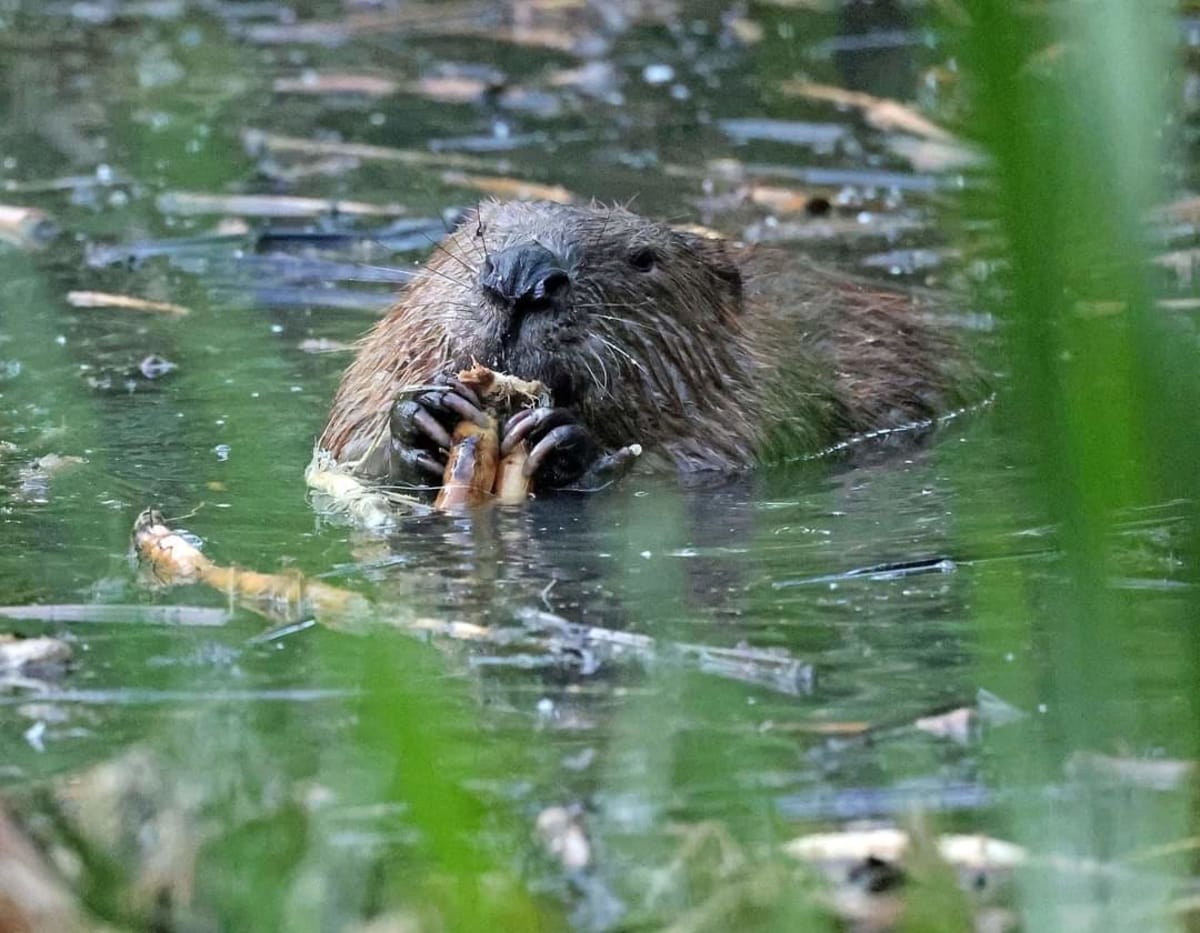 8 Beavers Stop London Flooding Engineers Couldn't Fix - Image 2
