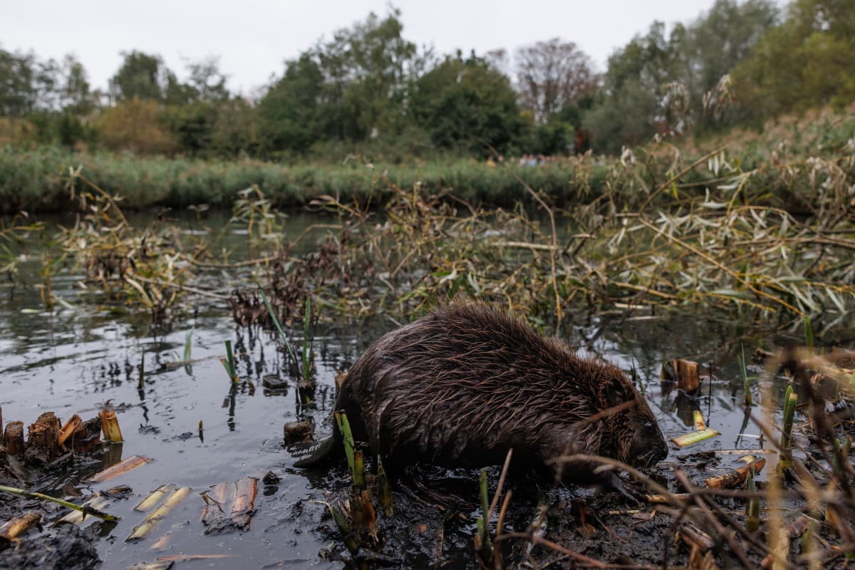 8 Beavers Stop London Flooding Engineers Couldn't Fix - Image 3
