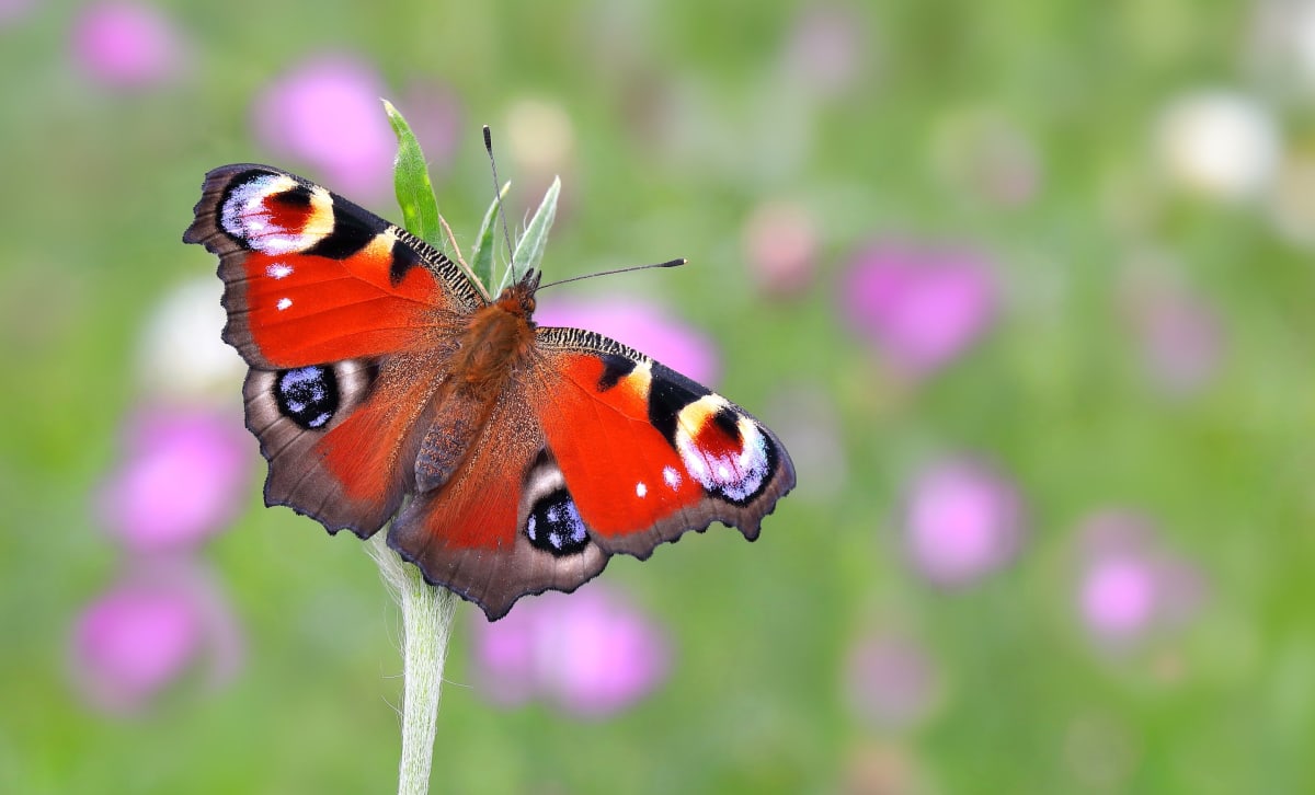 Peacock Butterfly Wins Britain's Favourite in 20K Votes - Image 3