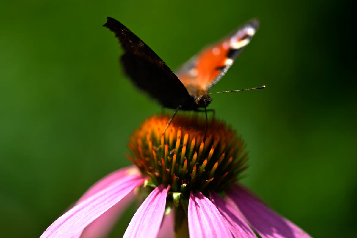 Peacock Butterfly Wins Britain's Favourite in 20K Votes