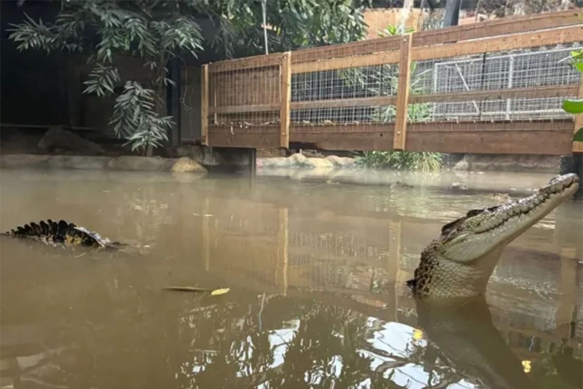 Boy, 3, Smiling Again After Crocodile Attack, £105K Raised - Image 3