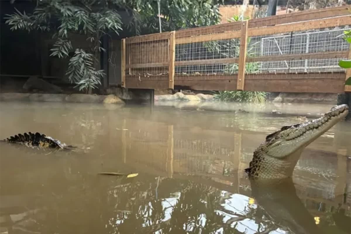 Boy, 3, Smiling Again After Crocodile Attack, £105K Raised