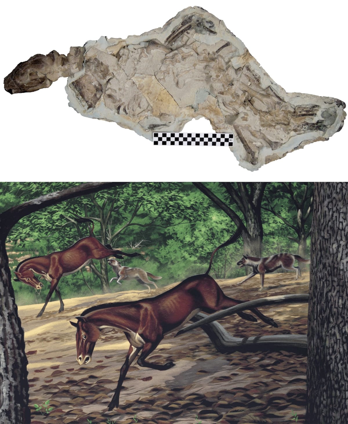 Scientists Discover Complete 30-Million-Year-Old Dog Fossil - Image 2