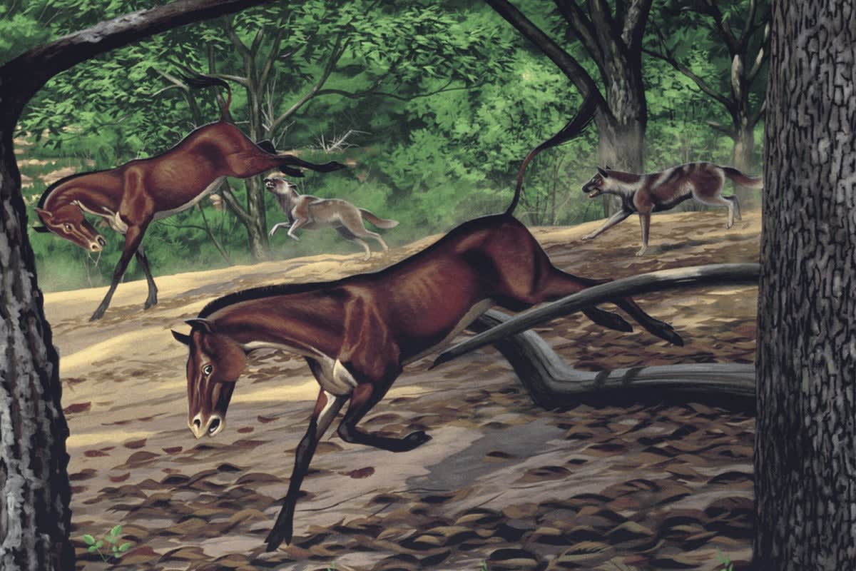 Scientists Discover Complete 30-Million-Year-Old Dog Fossil