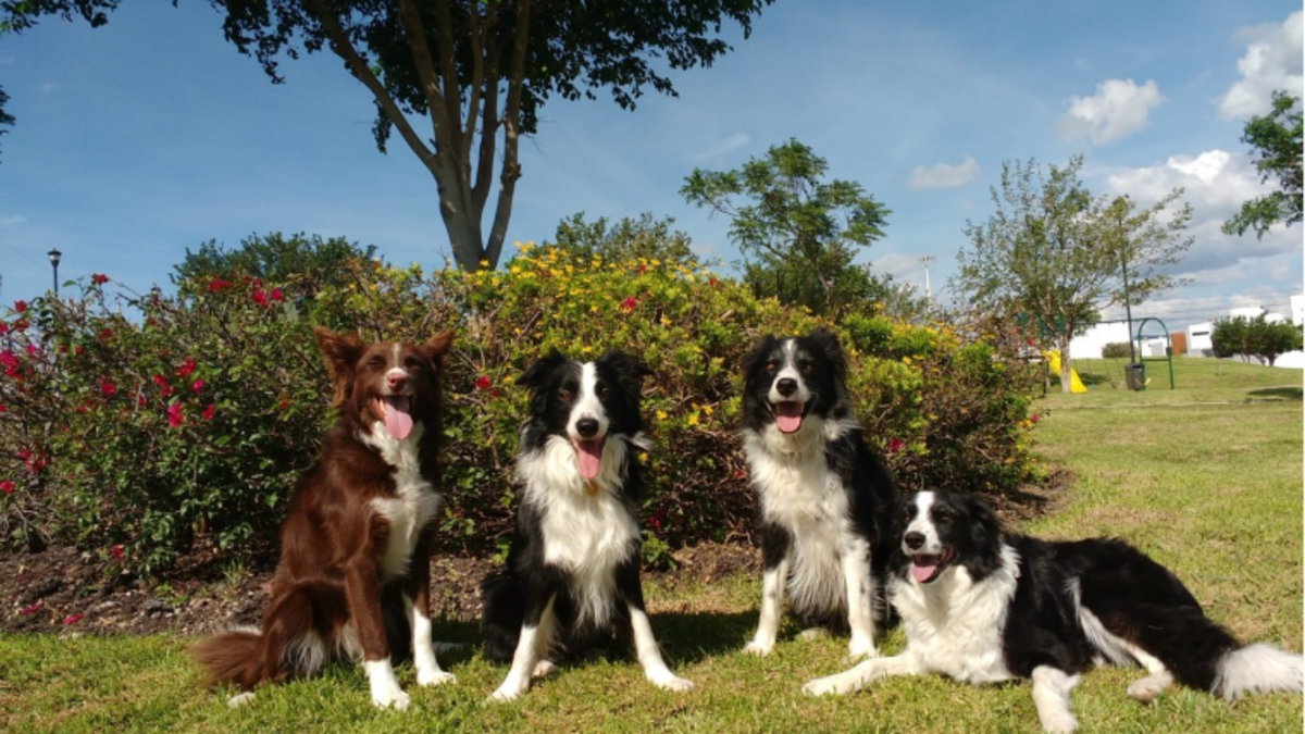 Dogs Can Tell Your Smile From Fear, Brain Scans Show - Image 3
