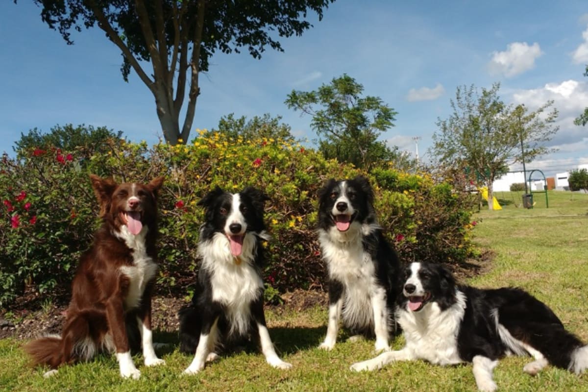 Dogs Can Tell Your Smile From Fear, Brain Scans Show